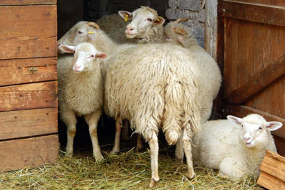 Na návštěvě u oveček