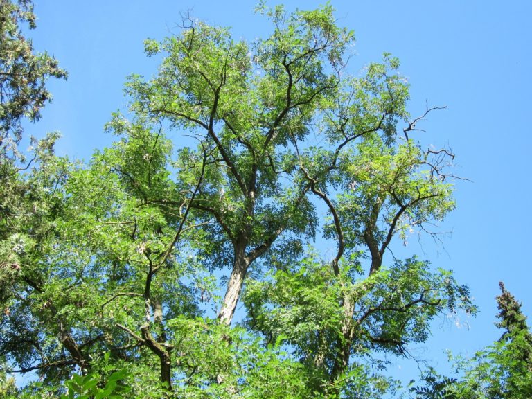 Exkurze- Lobezský park