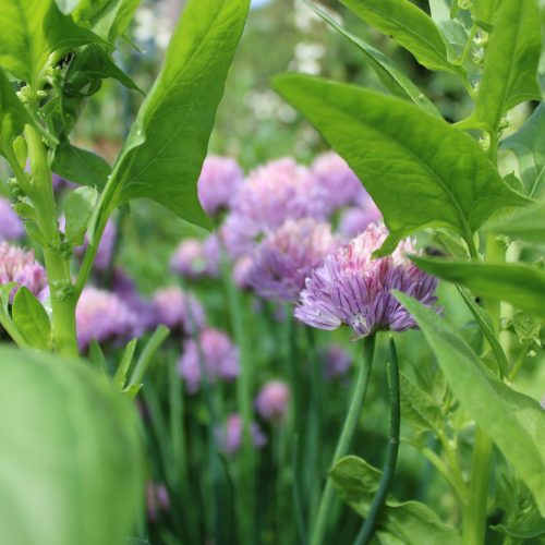 Víkend otevřených zahrad a workshop Šetrná péče o ovocené dřeviny