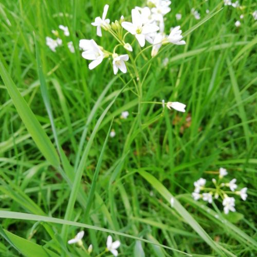 Hradiště – vycházka na jeden z plzeňských pokladů